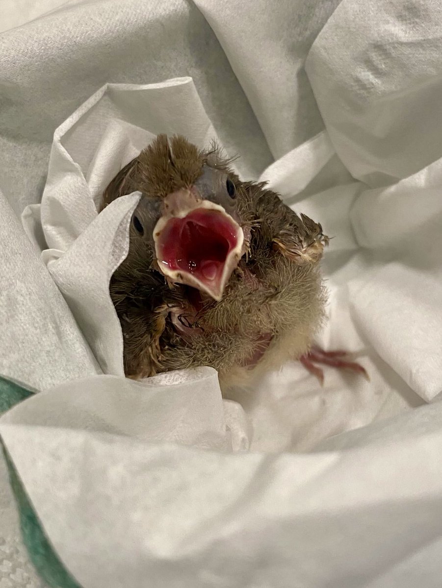 Sake cardinal is a work in progress.🥹 But look how far she’s come since she was displaced from her nest!❤️

More than most fledglings, cardinals wait until the very last minute to grow feathers on their face. They are all 👀. 

📷: Lily Lugo, Suzanne Highland