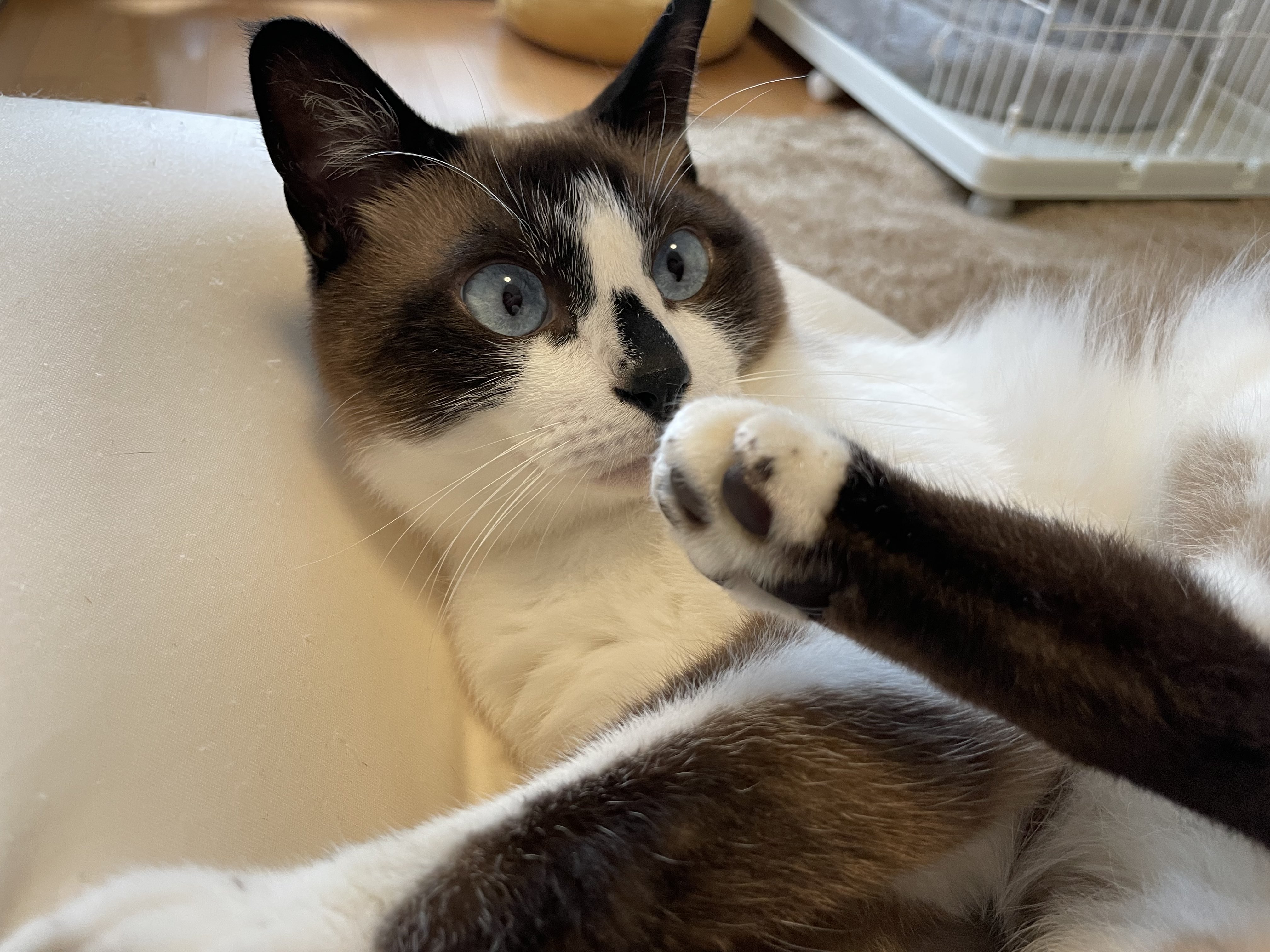 猫むすび ねこむすびのマンチカンたち | マンチカン専門キャッテリー猫結