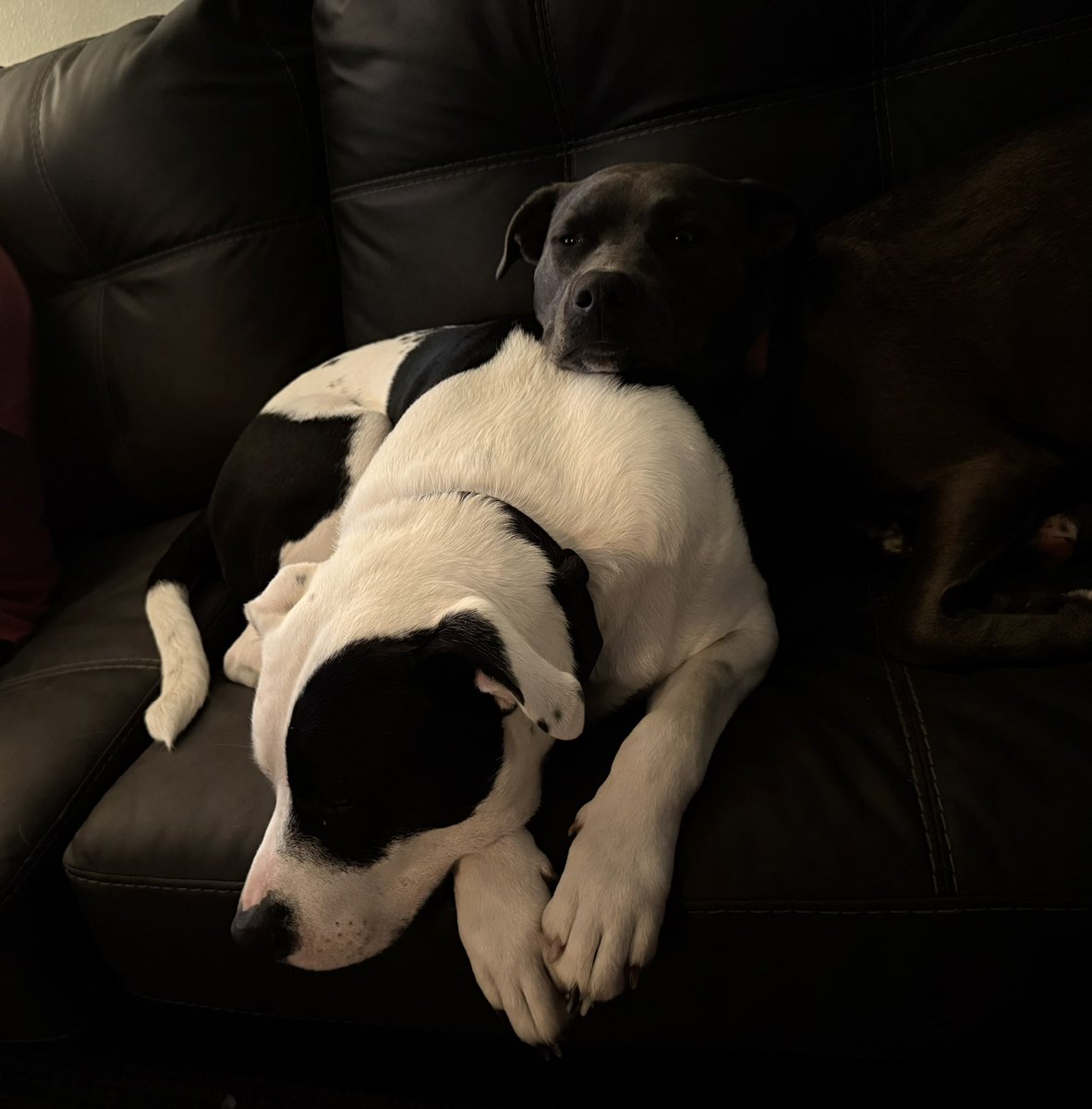 NoblesLawFirm's tweet image. London using Hannibal for a pillow…