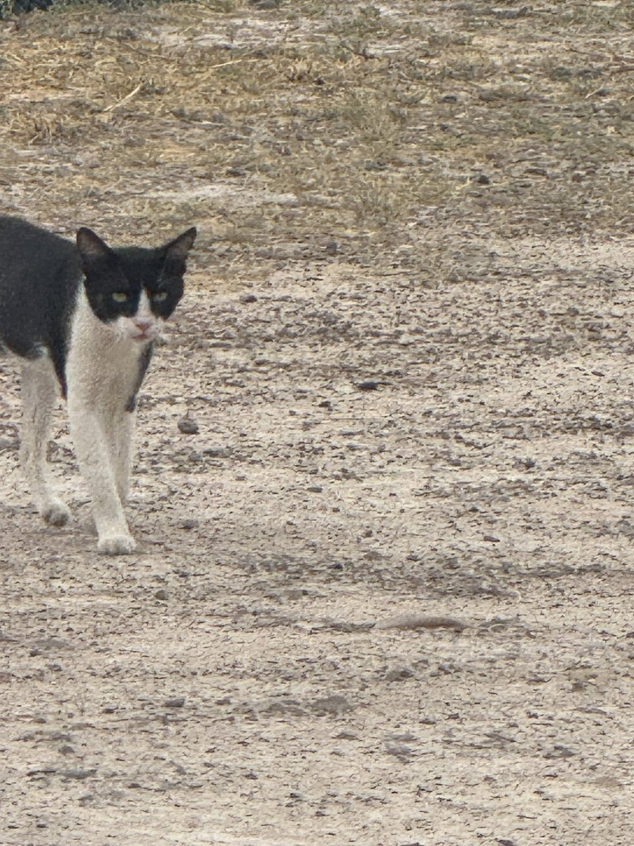Decomkitty's tweet image. Devil creature, spotted near my home..