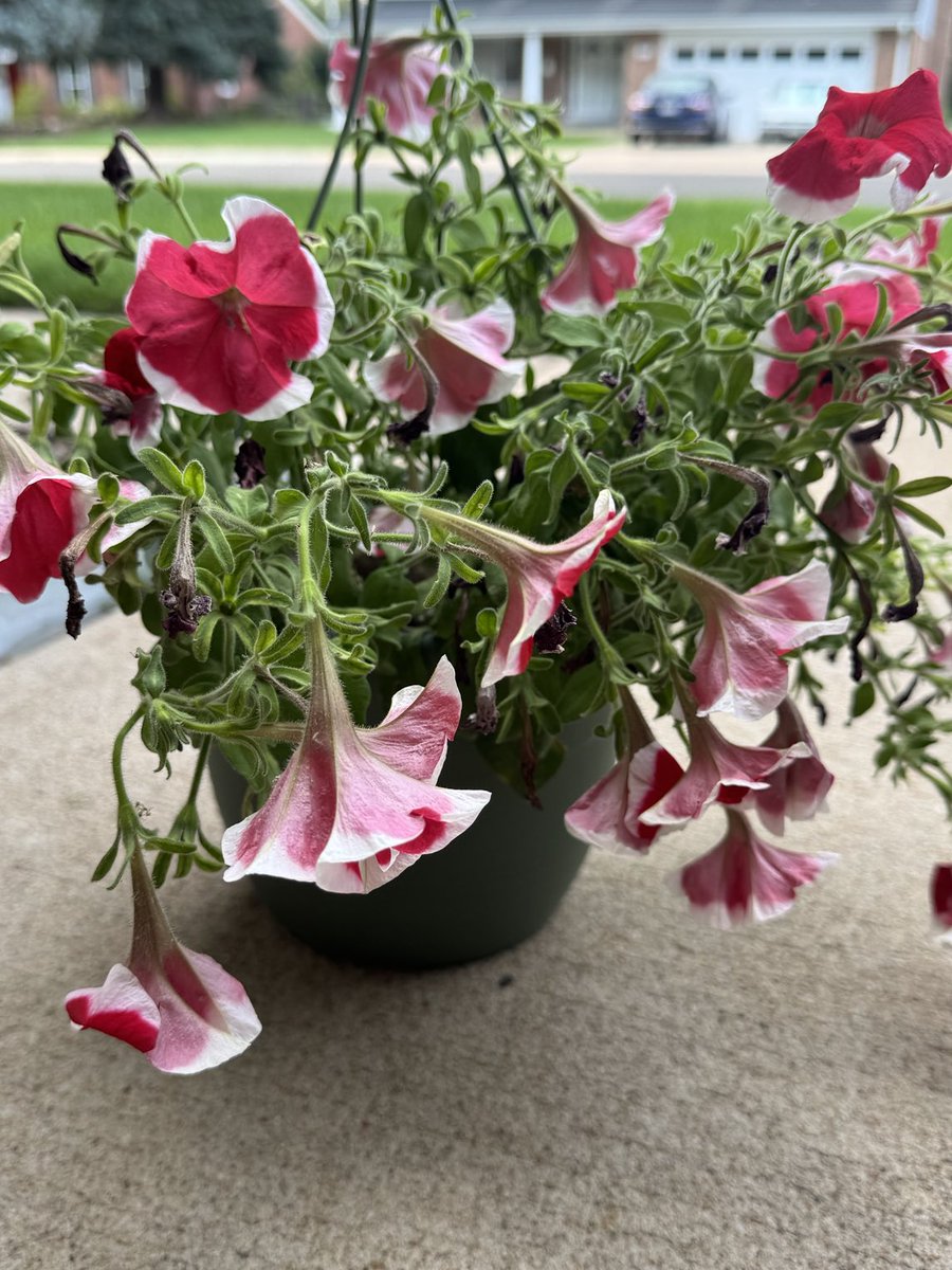 A mother bird has nested in our plant pot! And two eggs!