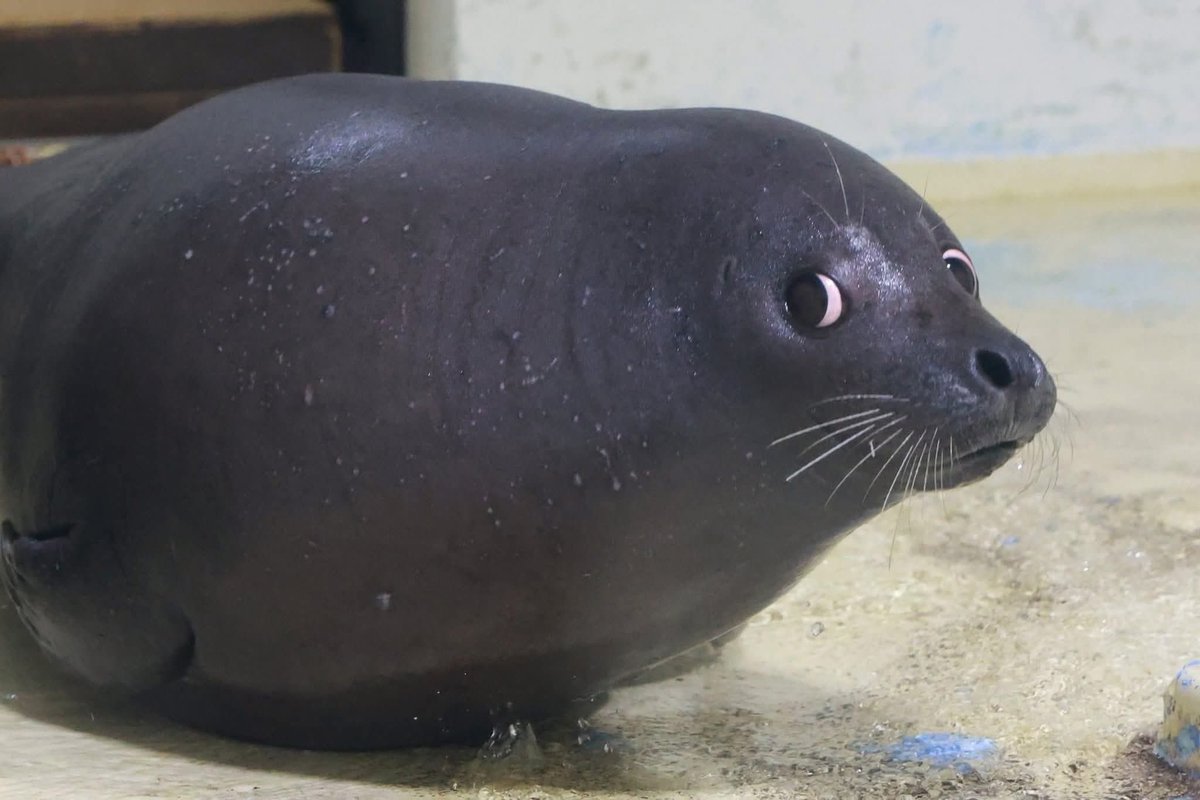 hopes_revenge's tweet image. 