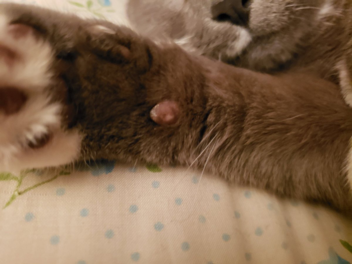 WCTA_Chicago's tweet image. Ok, look at the center, just down to the right are a few white whiskers that tell cats what&apos;s under thier paw. Gheedra has caught a few rats, so they work. Lol. All cats have them, just hard to see.