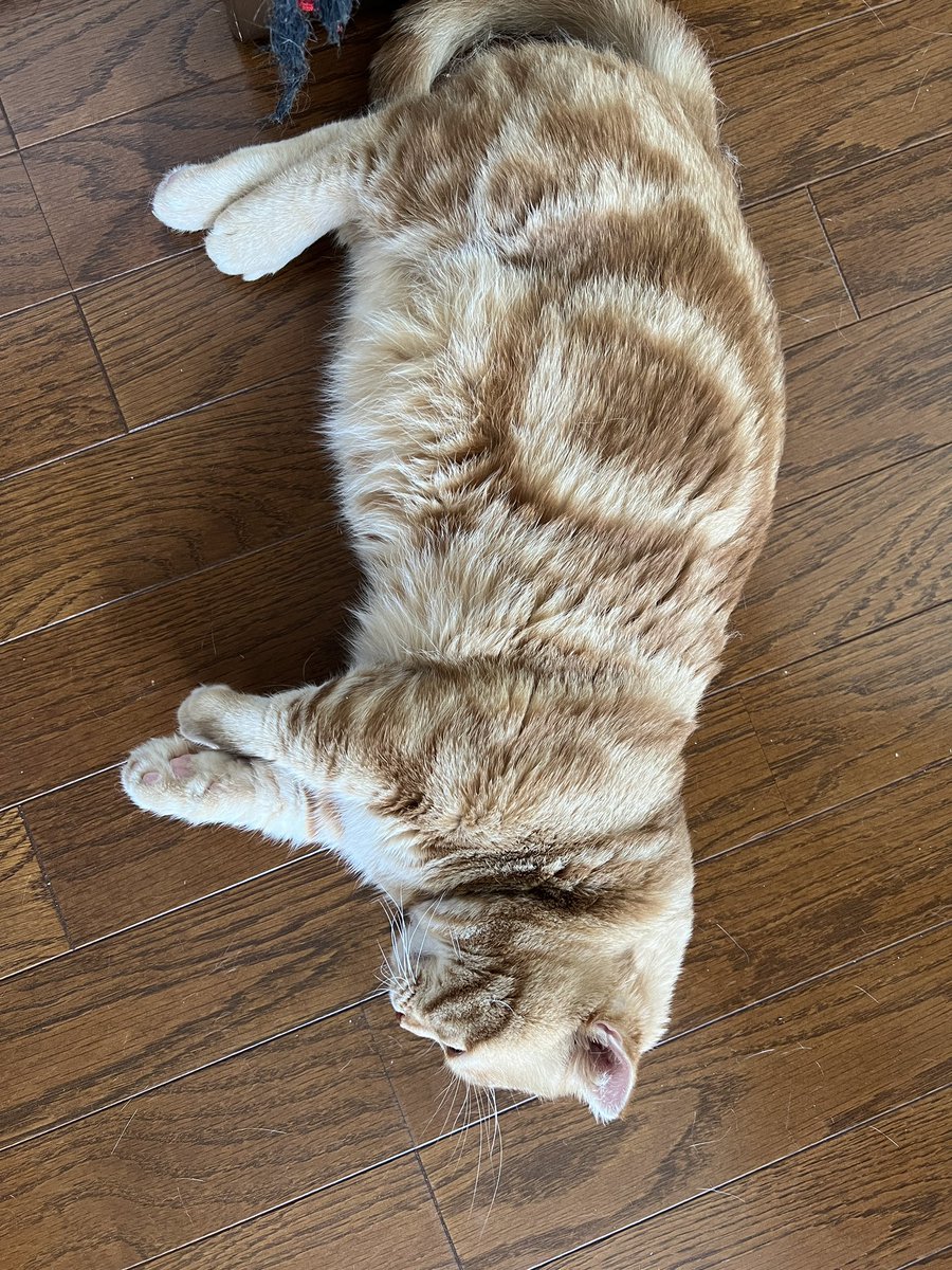 おはようございます
今日も落ちてる
暑いよね、わかる