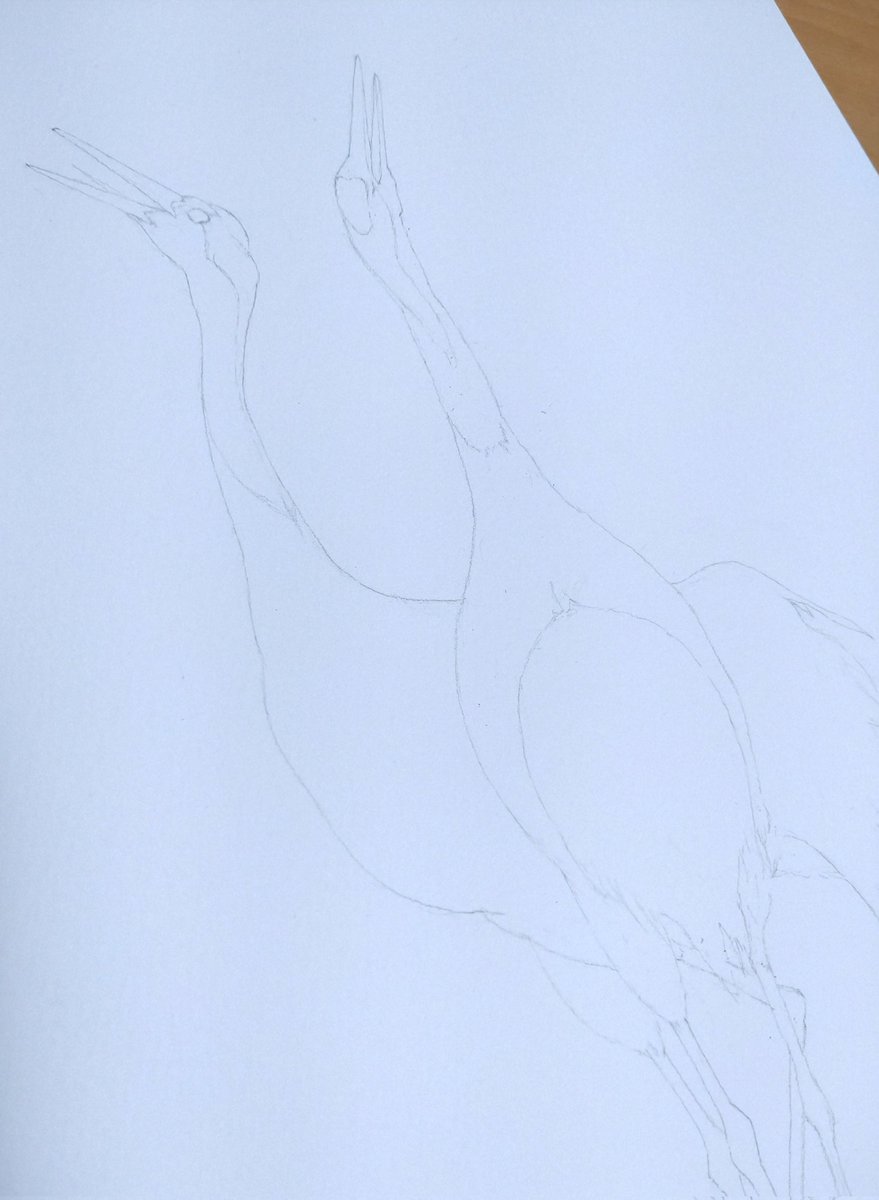 ritorutama's tweet image. 新しい絵を描いています☺️

#途中経過　#タンチョウ