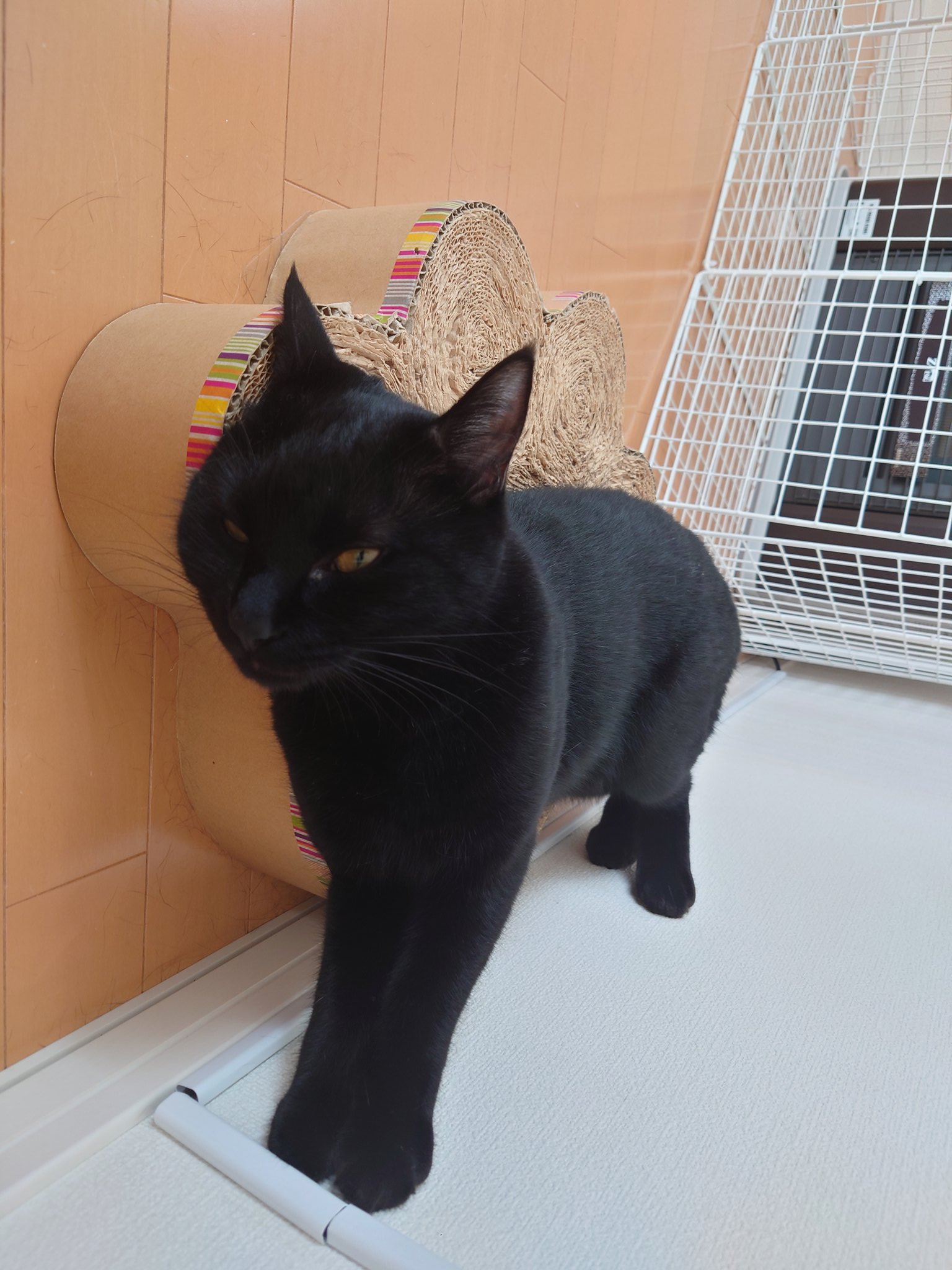 黒猫 Yahoo!オークション - 激レア ZRX400 黒 猫背 シート 未使用