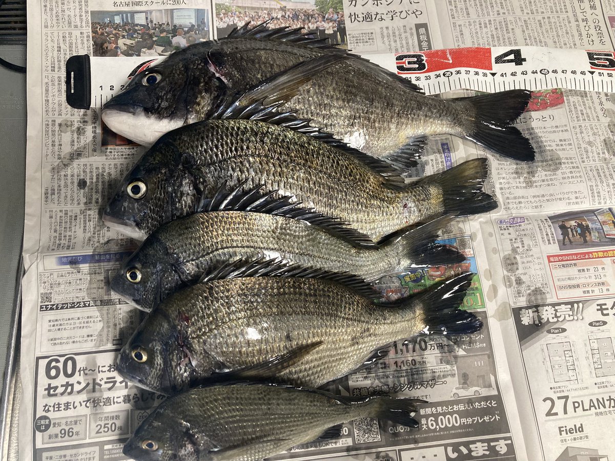 赤羽根波が高いと航路の中に黒鯛がいると思いさっきまで砂が見えていた航路入り口に移動。移動直後にきました。濁っているせいか暗くなると何も当たりません。水温27度、大潮
夕方救急車が堤防に入っていったけどなにかあったのかな。