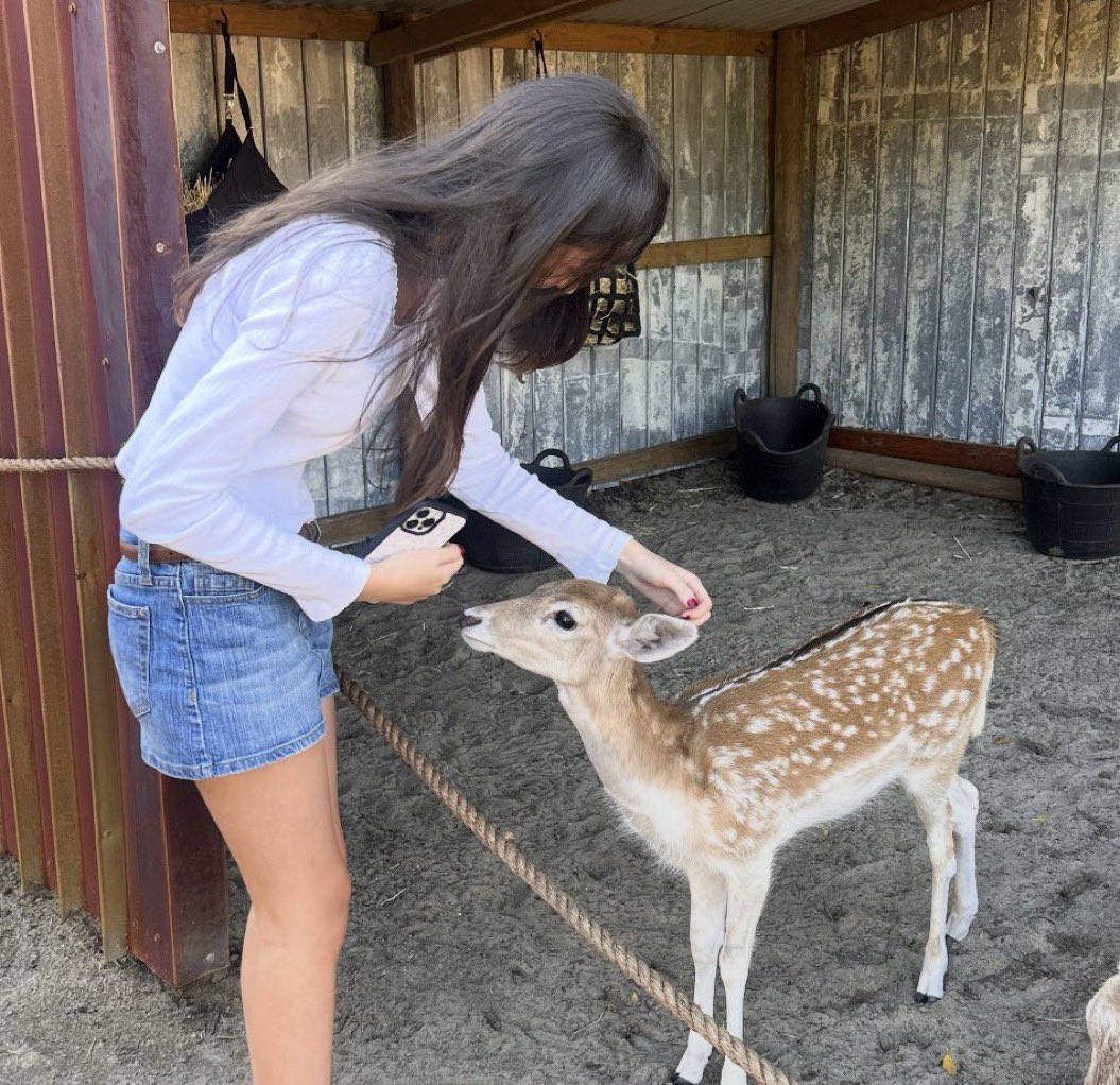 mimslovesbambi's tweet image. i love deers and lambs an absurd amount