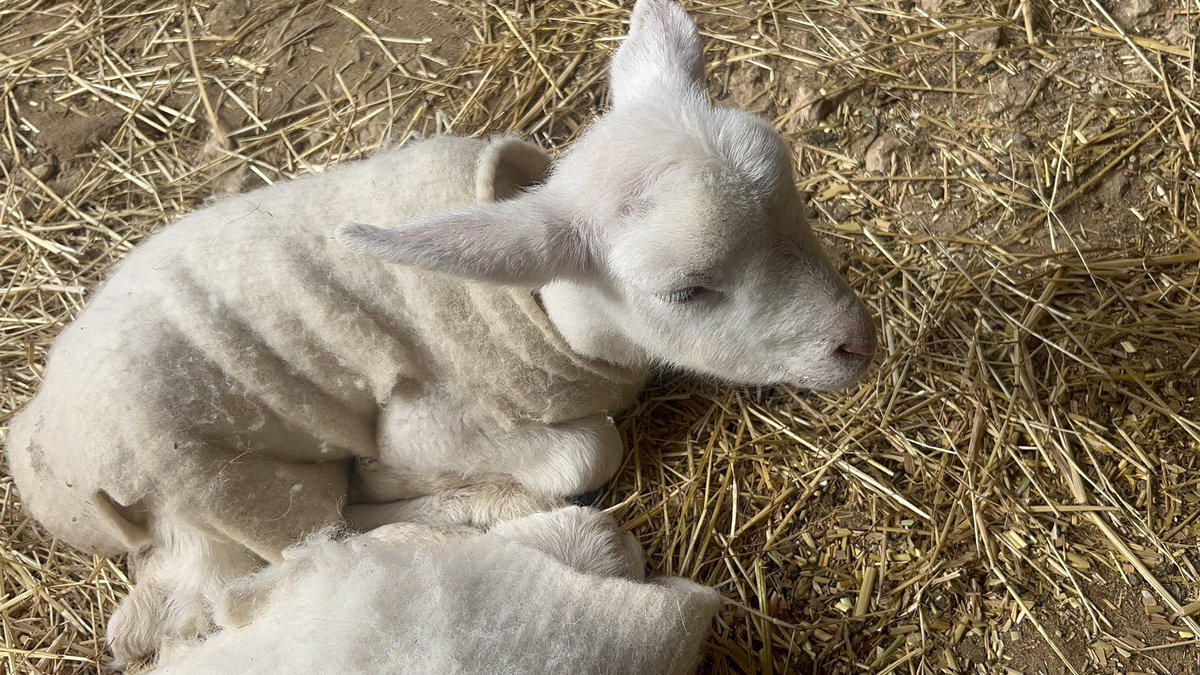 mimslovesbambi's tweet image. i love deers and lambs an absurd amount