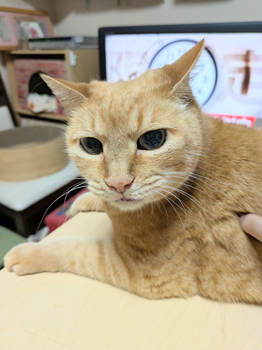 torakoland's tweet image. おはようございます☀
騒がしい朝が過ぎて二度寝してトラ子の腹減った砲で起きました💧