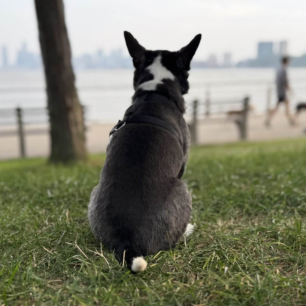 HomoConNYC's tweet image. This evening we found a little patch of grass which ended up being colonized by mud wasps so we were forced off the land but it was nice while it lasted