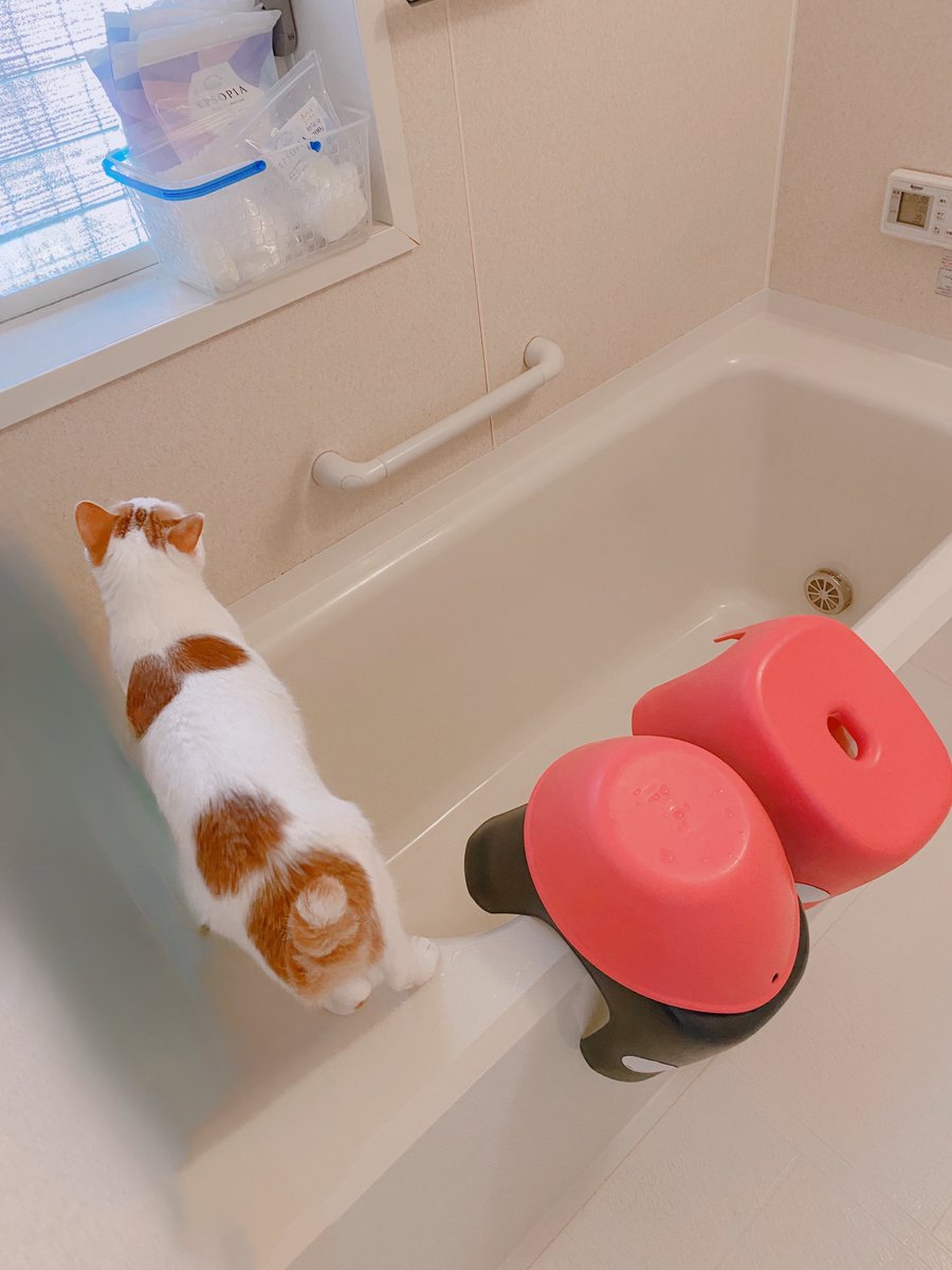 soraco0911's tweet image. お風呂場で涼む猫