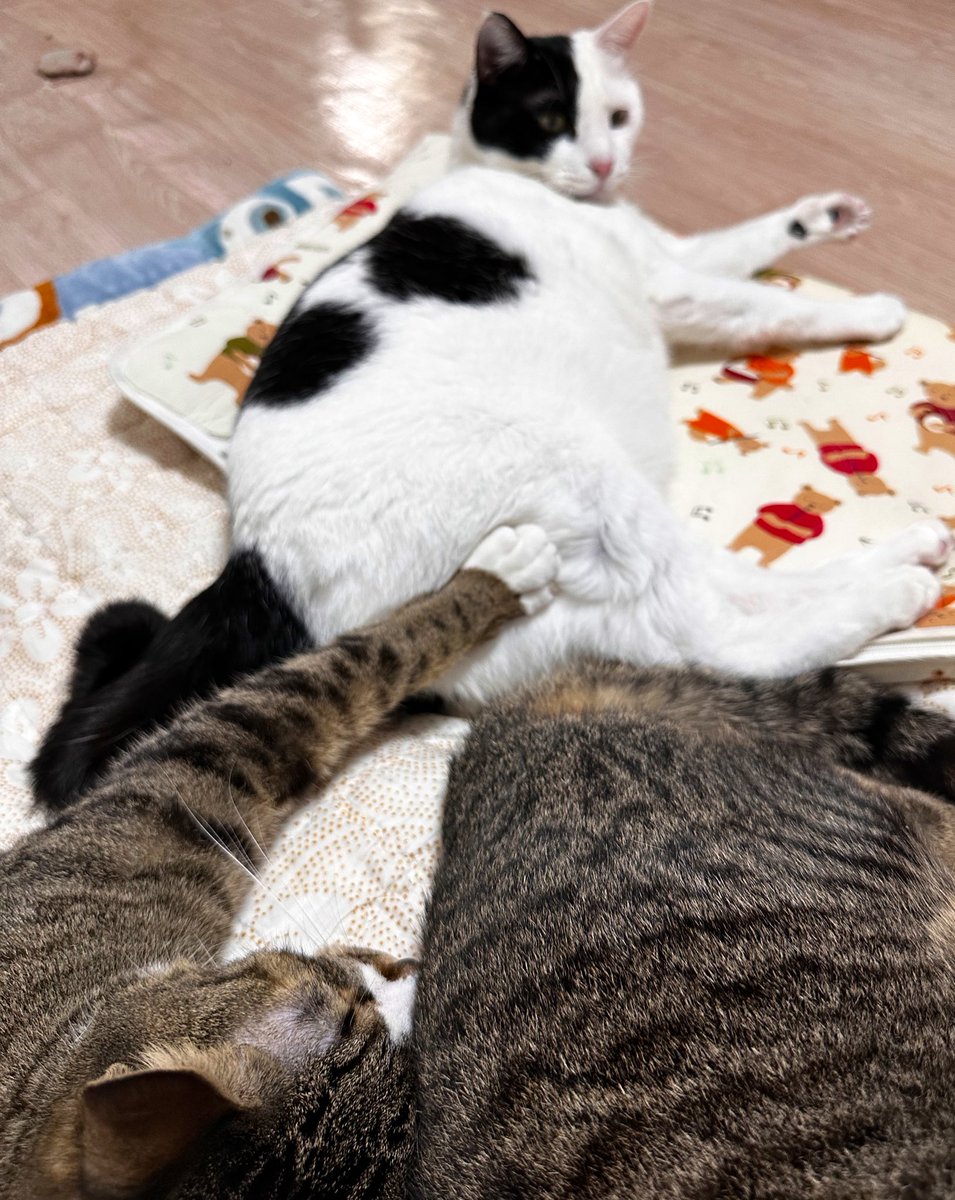 dead_assistant's tweet image. 뿍뿍이 요즘 자꾸
뚱땡이 궁둥이 쭈물쭈물하면서 잠
뭔 스퀴시도 아니고

말랑빵뚱이