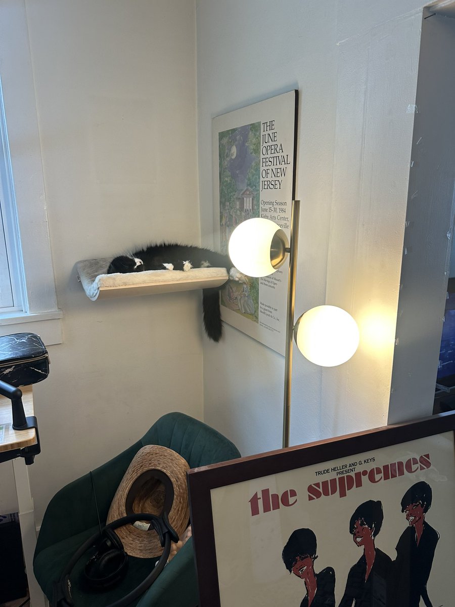 Soup has 2 days left living in this apartment and has decided after 2 years of ignoring this bed i mounted to the wall, this is somewhere he’d actually like to sleep