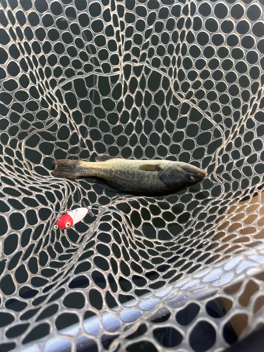 この週末はヘドンな気分
水温が上がりすぎてるせいなのか？朝イチしか魚が釣れない。。。

#ヘドン
#タイニートーピード