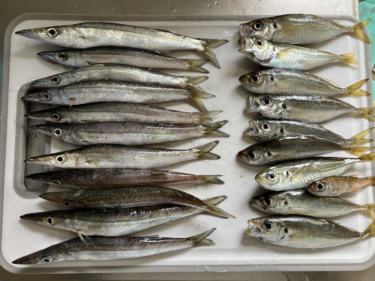 jaliman39's tweet photo. 本日はカマちゃんがめっちゃいた🐟#釣り　#ルアーフィッシング　#ライトショアジギング　#ライトソルト　#イナダ　#カマス　#アジ　#ショゴ　#駿河湾 https://t.co/94D4EQFTsN