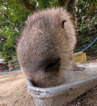 capipiro's tweet image. 朝食おかわりアピール キキョウちゃん！

(2025.05.26長崎バイオパーク)