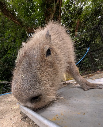 capipiro's tweet image. 朝食おかわりアピール キキョウちゃん！

(2025.05.26長崎バイオパーク)