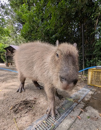 capipiro's tweet image. 朝食おかわりアピール キキョウちゃん！

(2025.05.26長崎バイオパーク)