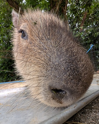 capipiro's tweet image. 朝食おかわりアピール キキョウちゃん！

(2025.05.26長崎バイオパーク)