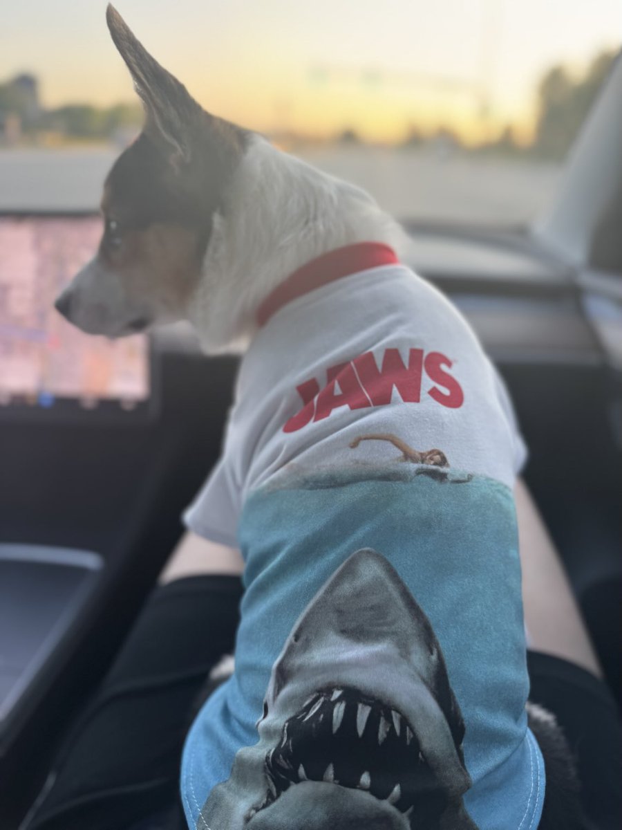 This is Clark Griswold. Our corgi pup enjoying his evening riding to the ⁦<a href="/Tesla/">Tesla</a>⁩ charger!