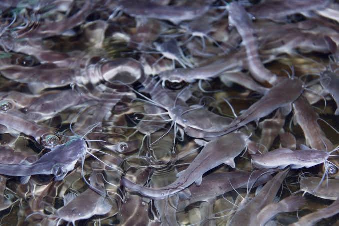 TheFishMagnate's tweet image. How to Feed Catfish
Feeding catfish should be handled by experienced staff. Feeding time is more than just throwing feed into the pond, it’s a critical moment of observation and interaction with the fish. Their feeding response gives valuable insight into their health, appetite,…