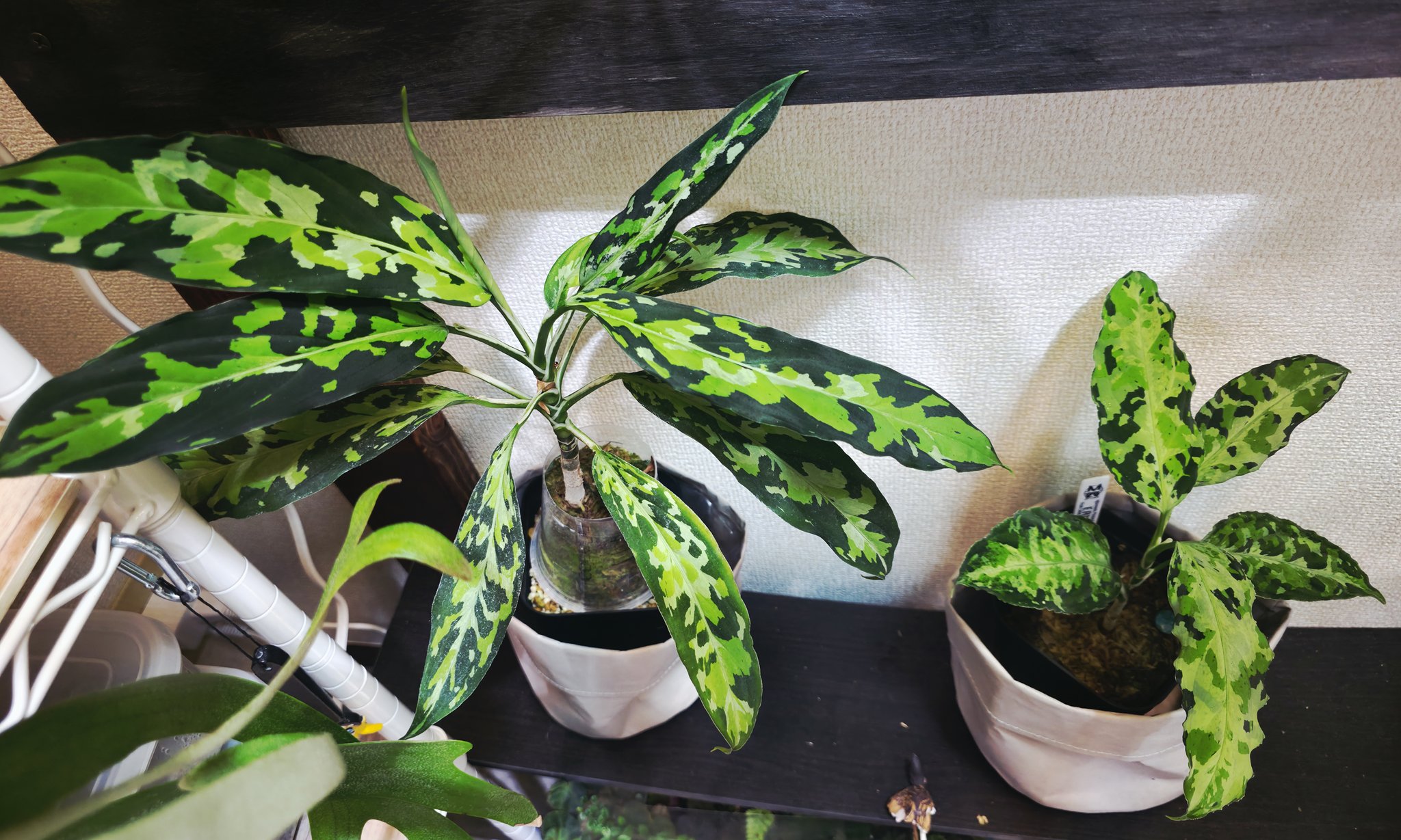 アグラオネマアンダマン 子株 9000円 アグラオネマアンダマン 子株