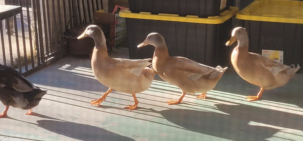 ducks in a line