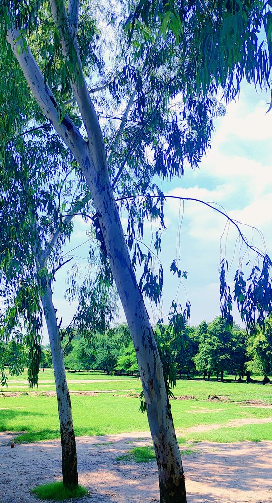 satyabhama_2's tweet image. 🌞 Good Morning! 🌿
The sunlight filters through the tall trees and dances on the green earth.
Today is the last Sunday of the month of July, and I am going to meet my relative today. 💚🌳☀️
What's your Today's Plan ?