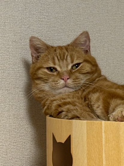CD8pjc's tweet image. うちのヌコ可愛い🩷
