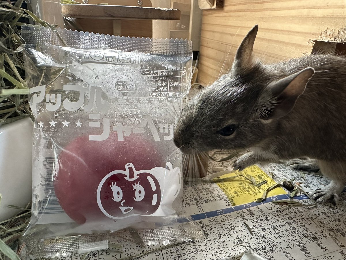 aki08300's tweet photo. 飼い主がまた美味しそうなの食べようとしてる！
今年は暑すぎる…
エアコン全開で食べるリンゴ… https://t.co/Bj831ZRcf7
