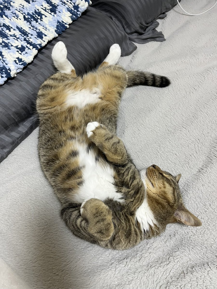 RudolfFF14's tweet photo. もうすぐ奥さんが実家から子供（3ヶ月）を連れて戻る予定だけど、この野生を失った猫は果たして初めての乳幼児にどんな反応をするのか、、、

#猫のいる暮らし
#猫好きさんと繋がりたい𓏲𓎨 https://t.co/J7F7emoego