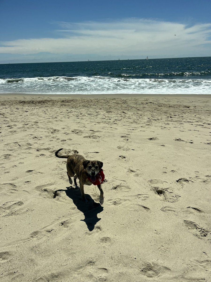 rachelplntgnt's tweet image. Shark spotted off muscle beach