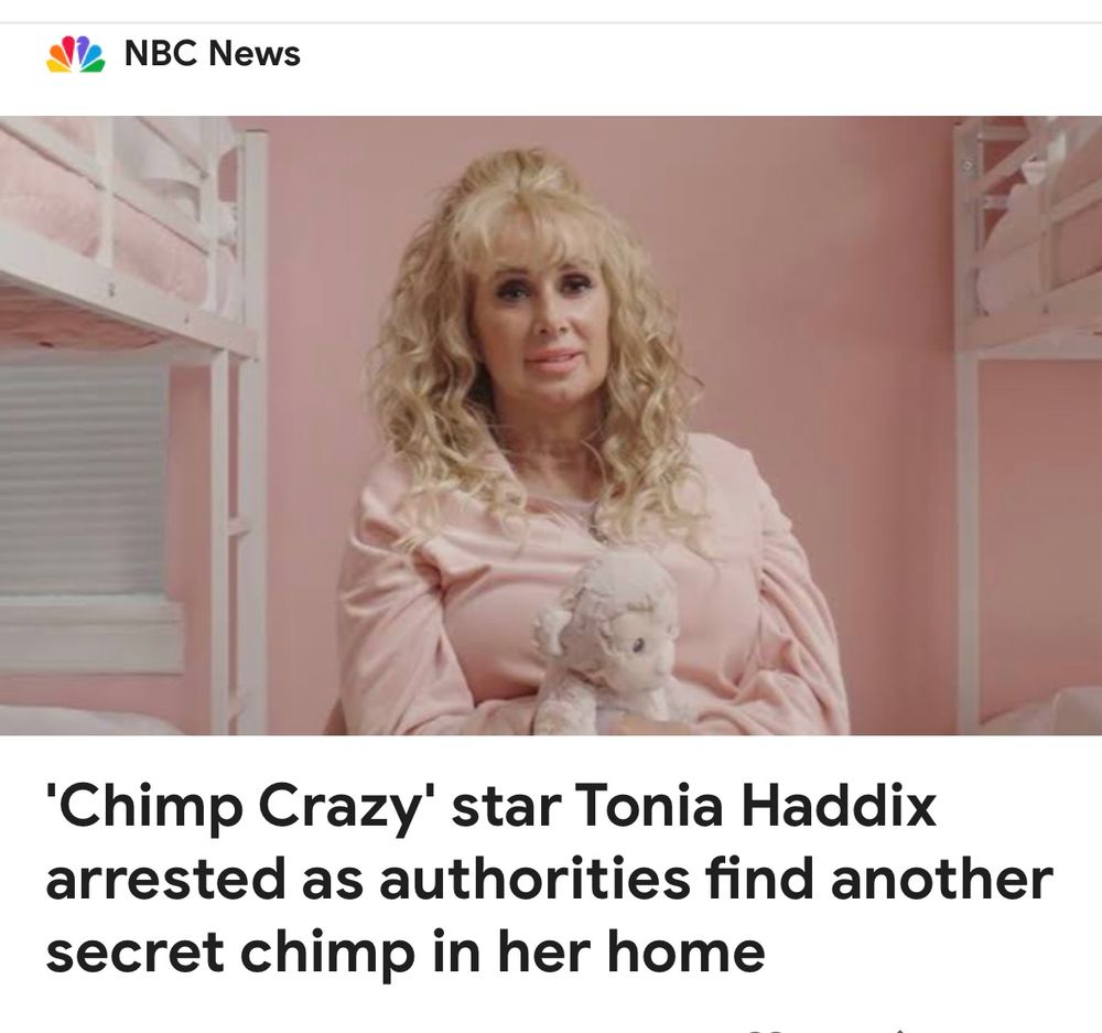 Cpin42's tweet image. [Leonard Cohen voice] I’ve heard there was a secret chimp