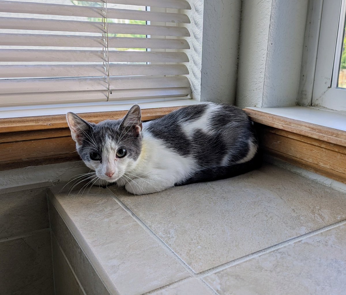 We adopted a new kitten from the shelter! Any name suggestions for the lil guy? 😻 #KittensOfTwitter