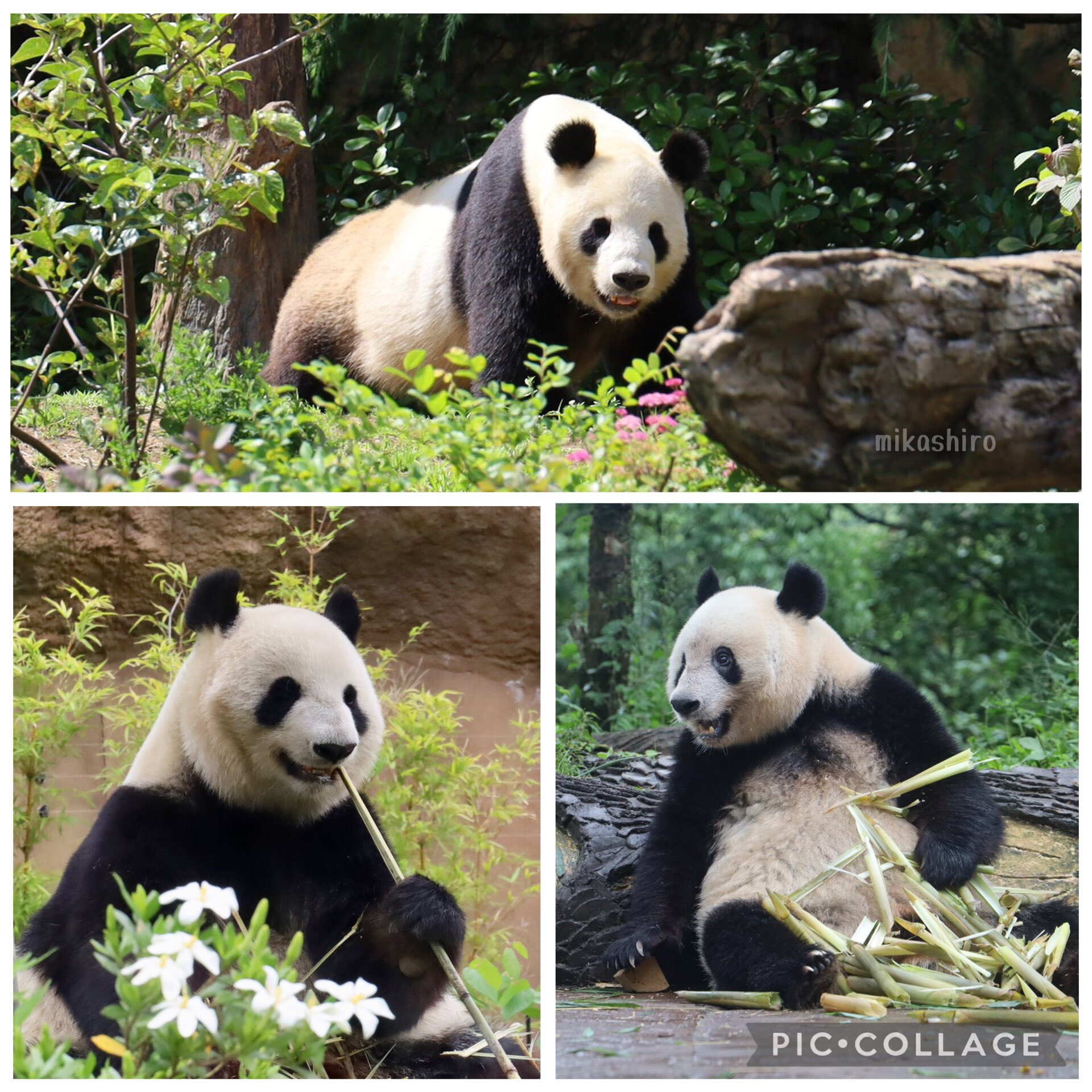 パンダのしあわせ (@pandanoshiawase) / X