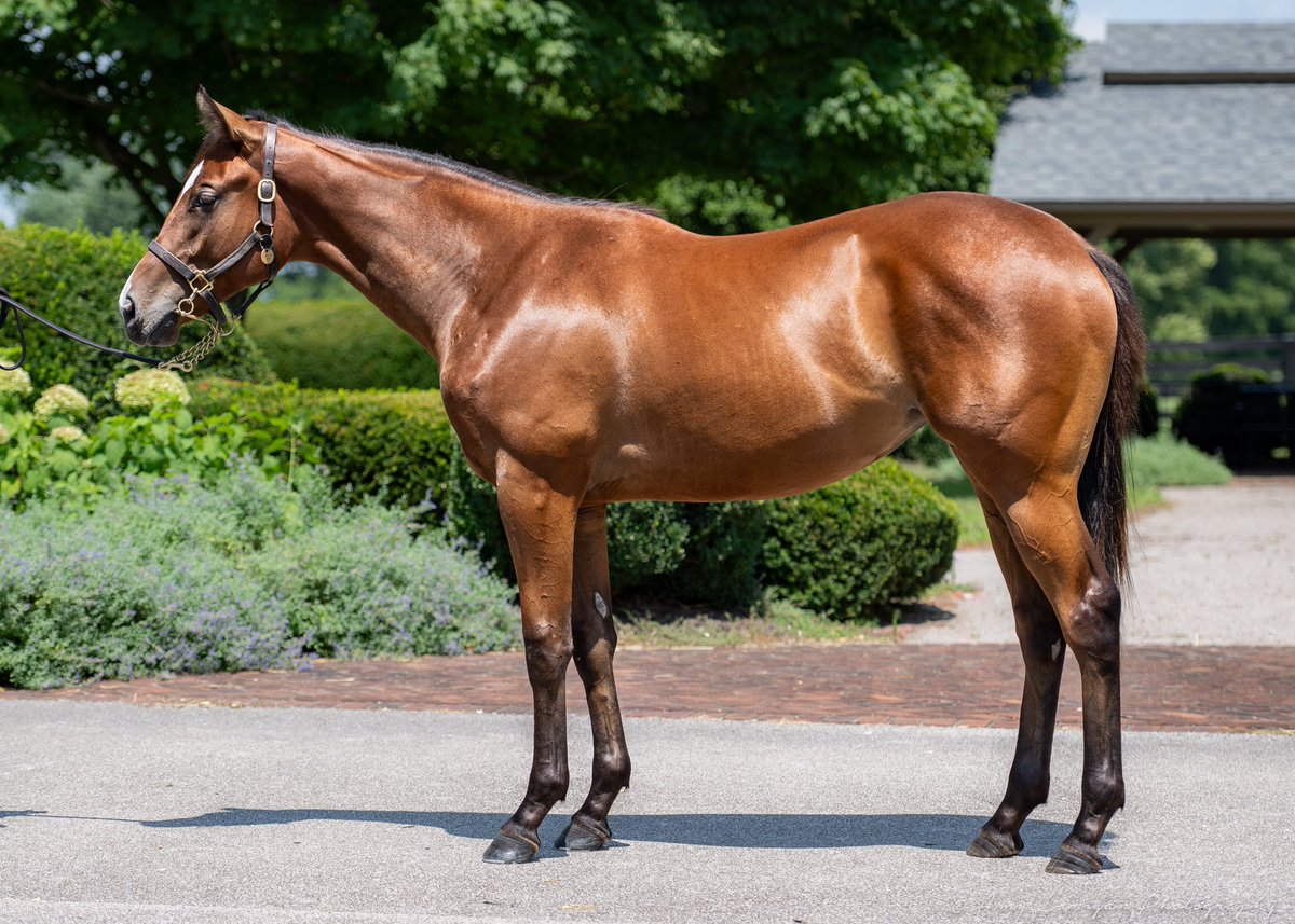 amylanigan1's tweet image. Hip 124 - gorgeous filly by @spendthriftfarm stallion INTO MISCHIEF out of G3-placed winner Ivyetsu, from the family of G1 winner DAMSON. Selling @FasigTiptonCo Saratoga Sale with @LanesEndFarms