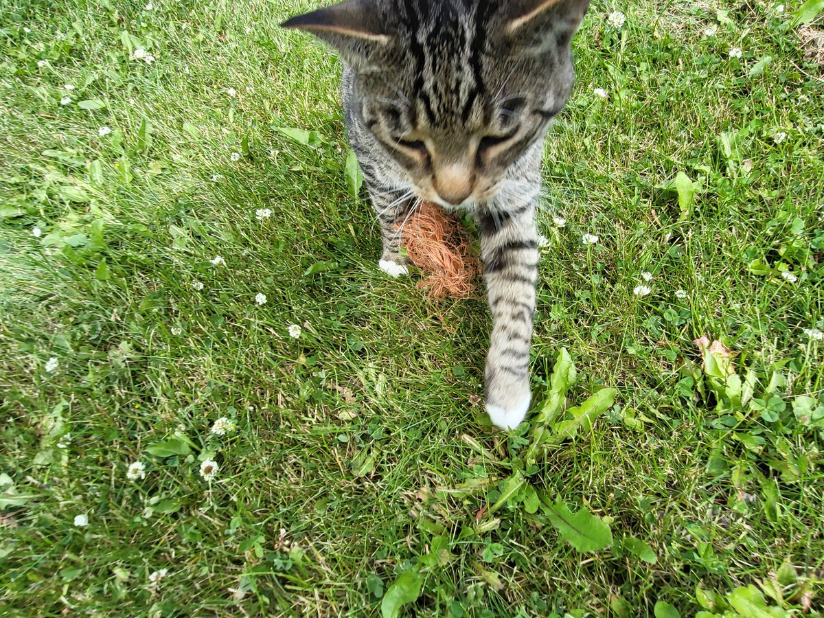 saskatchewan_in's tweet image. I was making my very best effort at doing something off line, you know - being productive - and it went sideways on me. Typically I’m just your average, happy-go-lucky gal, blissfully tending my backyard disaster, when today life decides to toss me into chaos.  My four cats –…