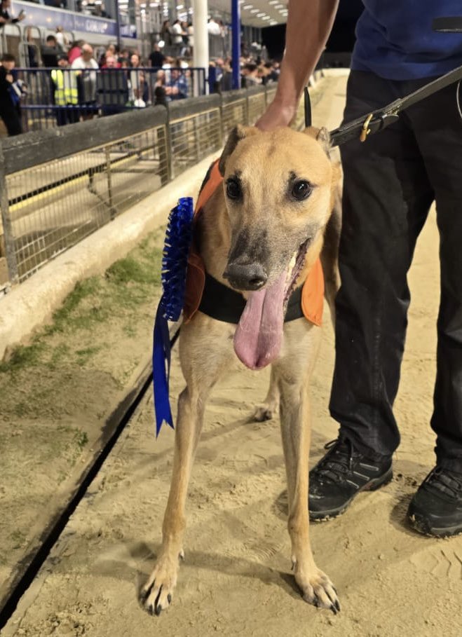 RomfordDogs's tweet image. ⭐️Winner of Race 10 - Romford Saturday 26th July 2025

🥇Trap 5 - MR MOLESLEY

Trainer🏆- Allison Kelly-Pilgrim 
Owner(s)🐾- Itiswhatitis Club

Congratulations to Connections!💕