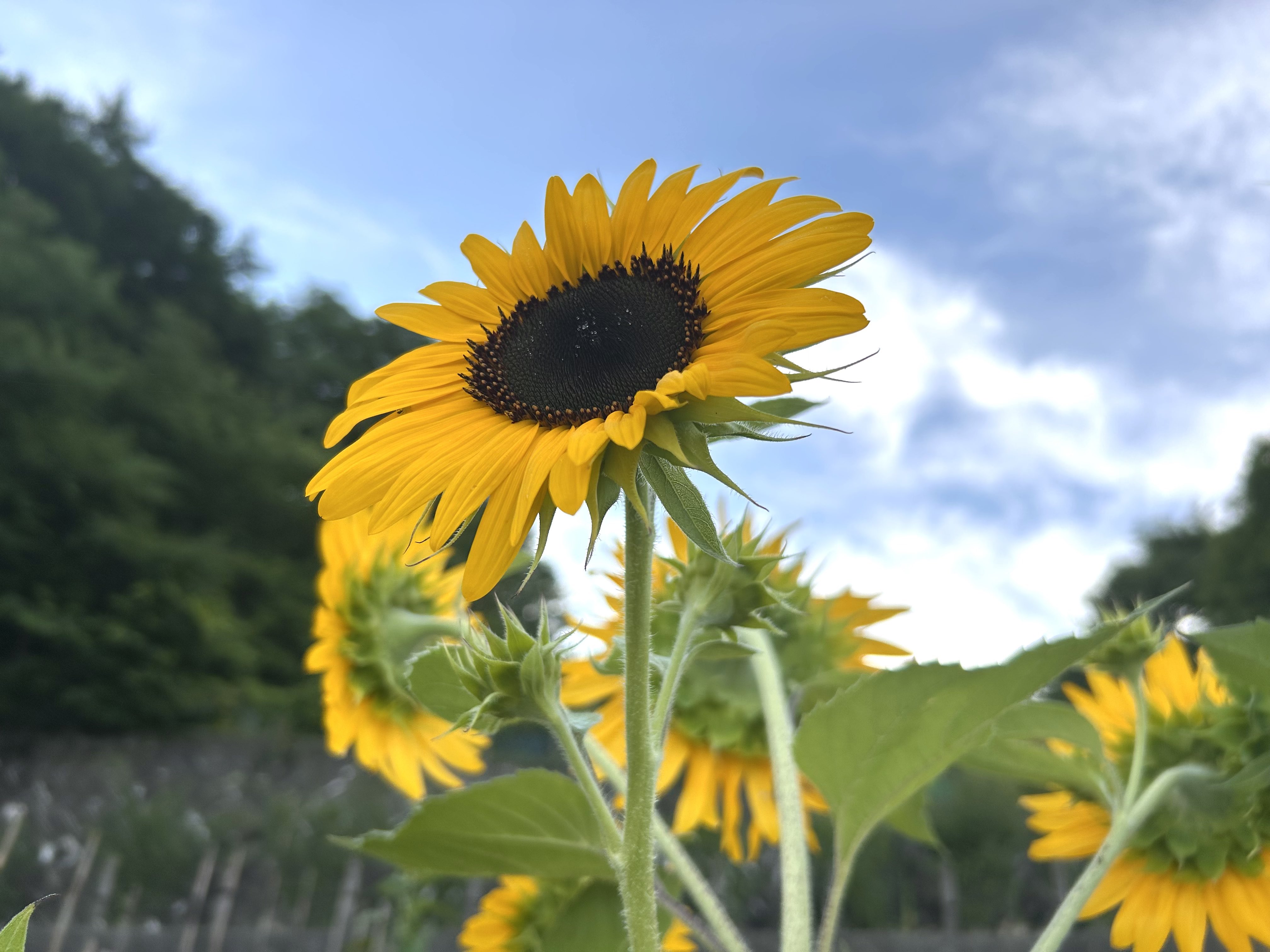 今日もおひさま on X: 