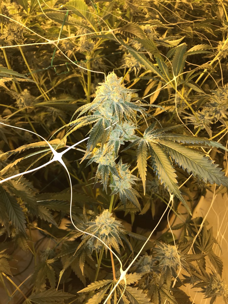 PureandProperco's tweet image. TB the Kosher Dawg. This was dank one. Want it back