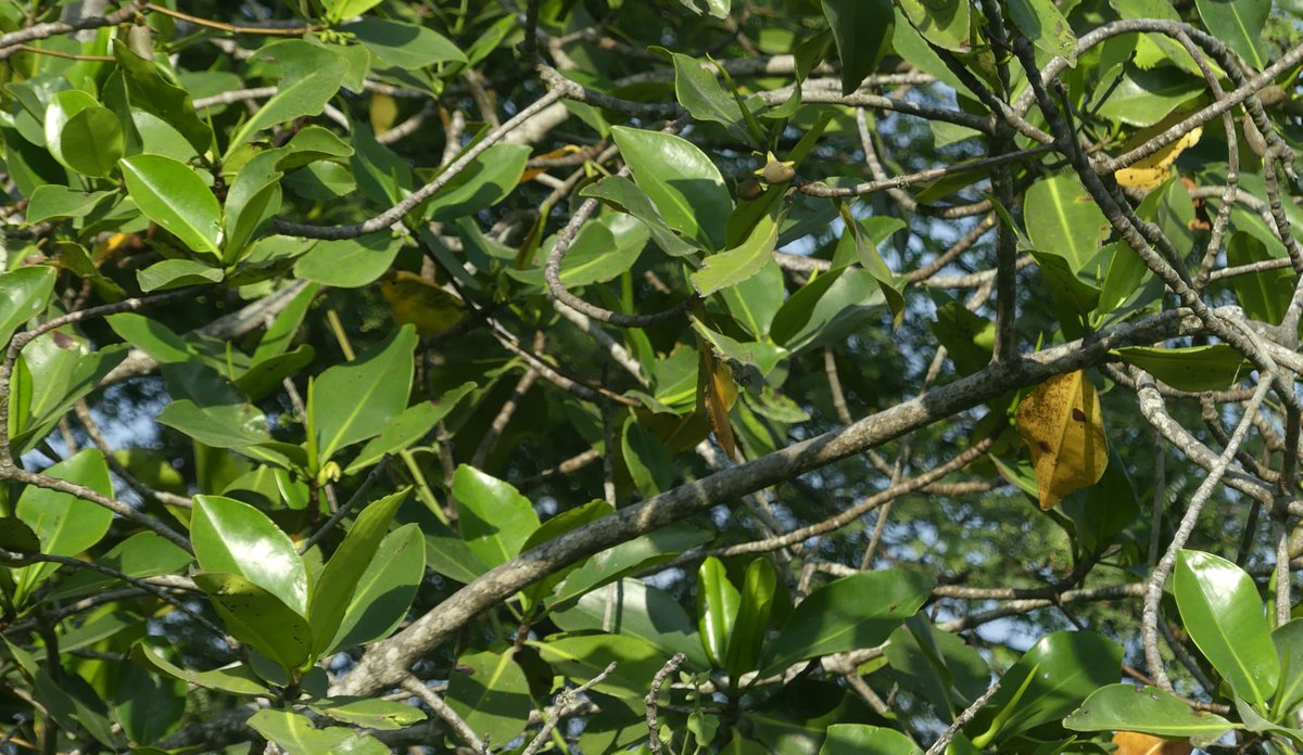 ZeebraDesigns's tweet image. #BIRDS, #WorldMangroveDay, #BirdsSeenIn2025, #Ecuador    
(Can you find the Mangrove (yellow) Warbler?)
 Setophaga petechia [erithachorides Group]
(¿Puedes encontrar la Reinita Amarilla en los manglares?)  

Piscinas las Gilces - Rio Portoviejo boca
 25/Julio/2025