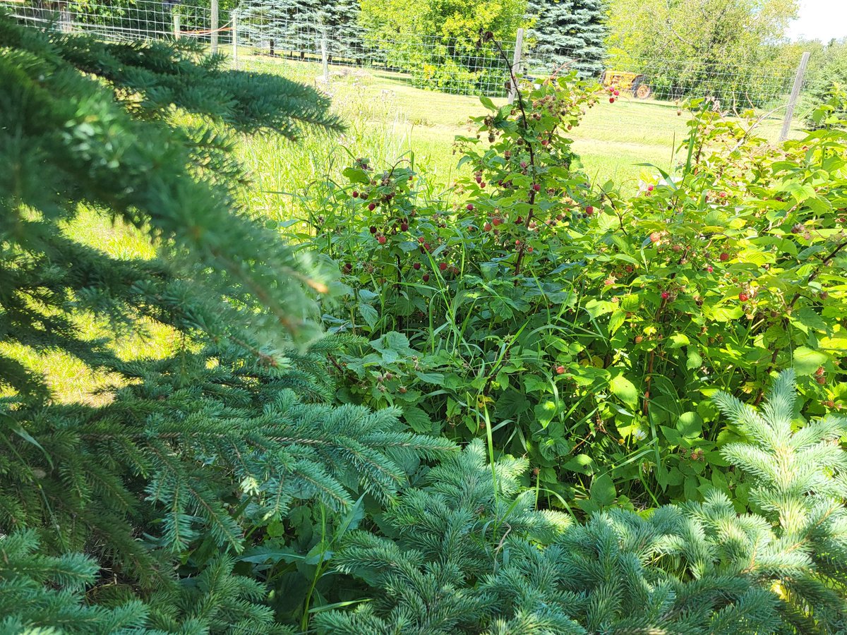 saskatchewan_in's tweet image. I was making my very best effort at doing something off line, you know - being productive - and it went sideways on me. Typically I’m just your average, happy-go-lucky gal, blissfully tending my backyard disaster, when today life decides to toss me into chaos.  My four cats –…