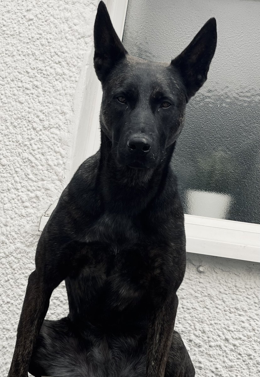 StaffsDogs's tweet image. A male has been detained by one of our #PoliceDogs this week alongside officers from #S5ARV. The male had barricaded himself in a property armed with weapons and made threats to kill Police Officers if they entered.
You won’t win a fight against our PDs!
#Arrested #PDVIXEN 🐾