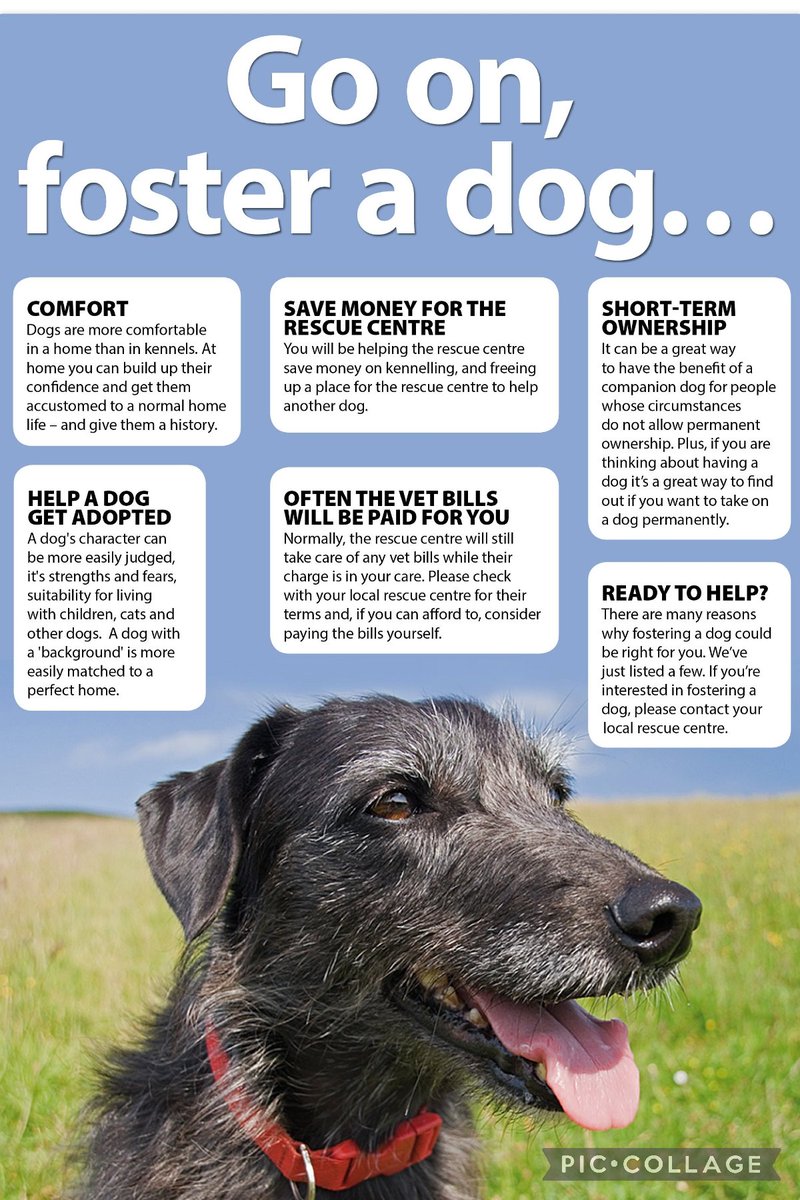 Have you thought about #fostering? You can help pets on their journey to their forever home
Fostering helps build or rebuild confidence,whilst showing them how to live in a home environment.
It also makes a space in rescue to save another #cat #dog in need #AdoptDontShop #OTLFP