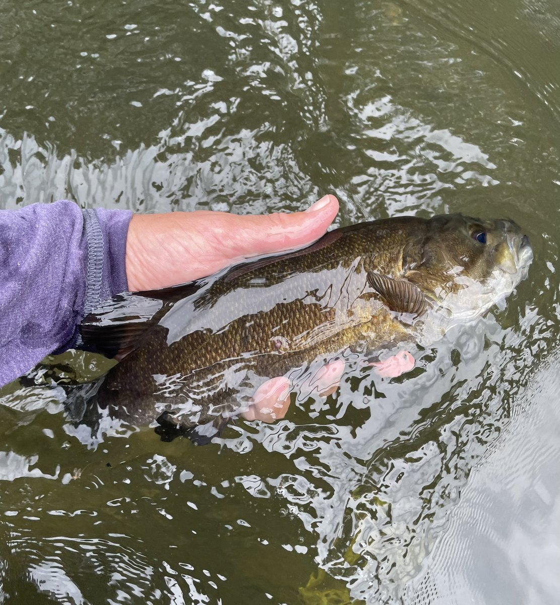 Chasing smallmouths for the first time this summer.  Water still high and on the murky side.  #flyfishing #smallmouth
