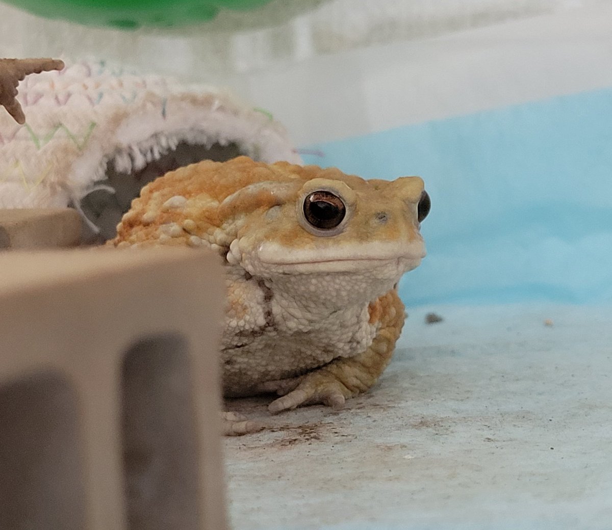 uparupamaru's tweet image. ちゅるちゅるおくちないないちゃん