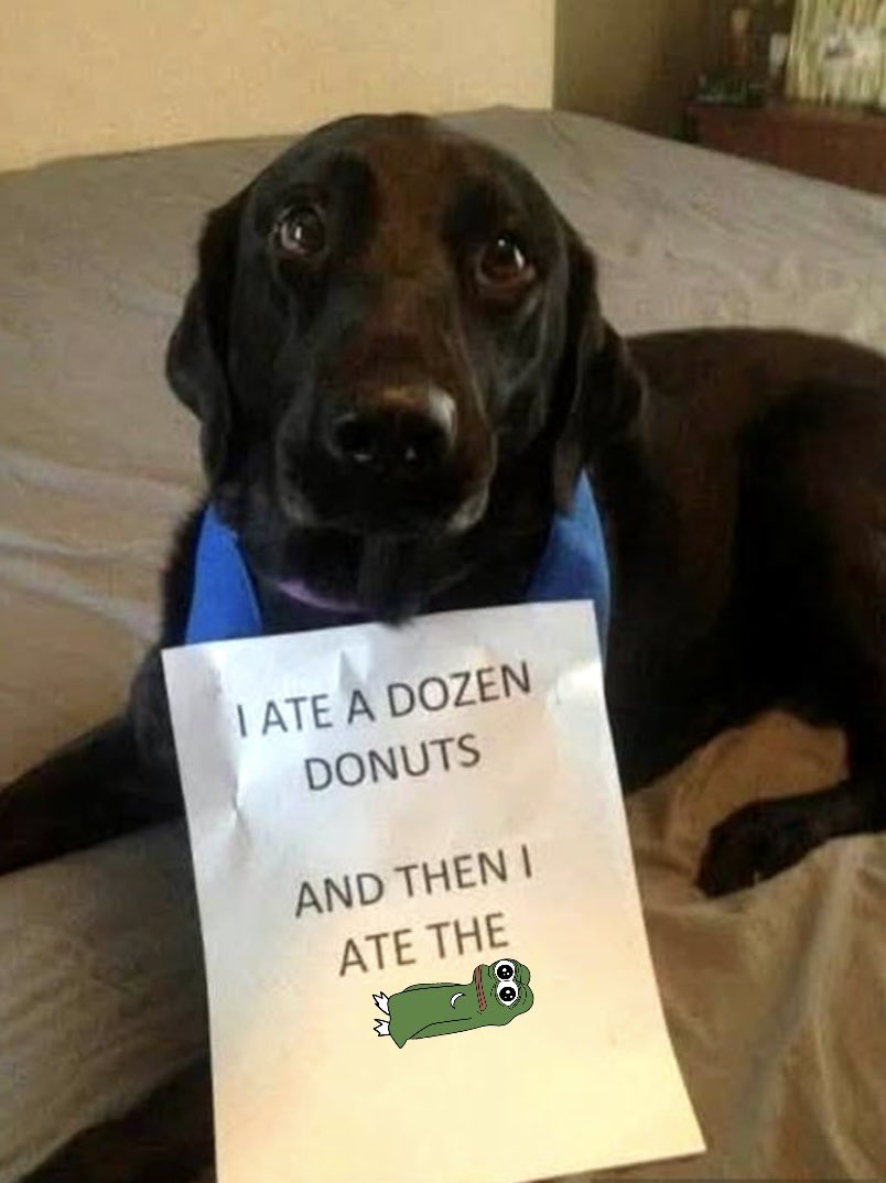 Inaari16's tweet image. good dog