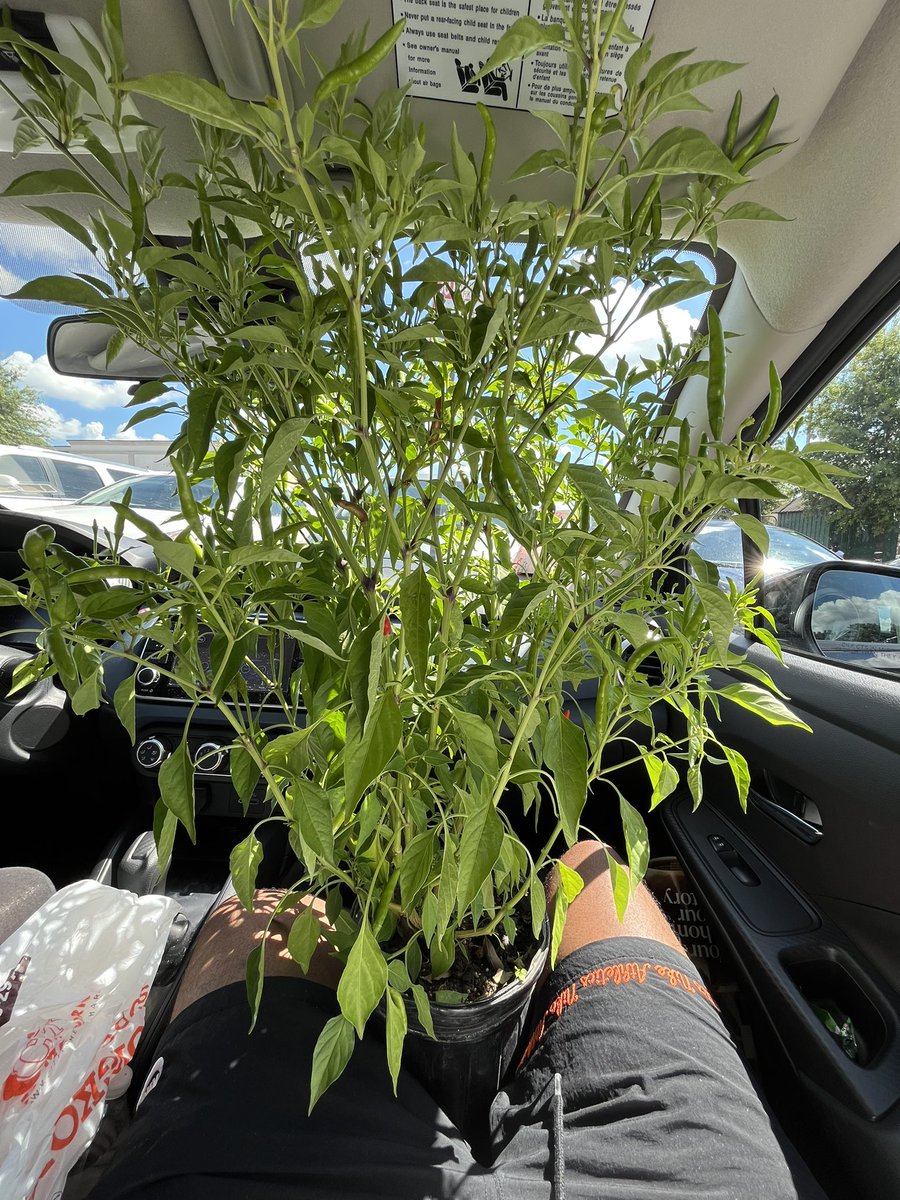 KKateone's tweet image. bought a chili plant.