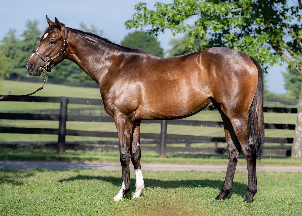 amylanigan1's tweet image. Hip 17 - outstanding colt from the first crop of @WinStarFarm stallion LIFE IS GOOD out of Listed-placed winner Velvet Slippers, from the family of G1 winners PLEASANT STAGE, MARSH SIDE, etc. Selling @FasigTiptonCo Saratoga Sale with @LanesEndFarms